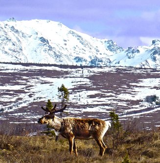 Ein Rentier in Zentral-Alaska. Während der Eiszeit streiften diese Tiere auch über die Schwäbische Alb.